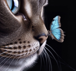  Алмазная мозаика  20х20 см,  (12цв) Кот и бабочка