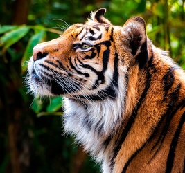  Алмазная мозаика (блест.) 20х20 см(24цв) Профиль тигра