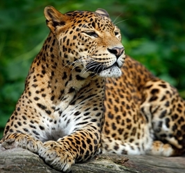 Алмазная мозаика 30*40 (класс) Гордый леопард